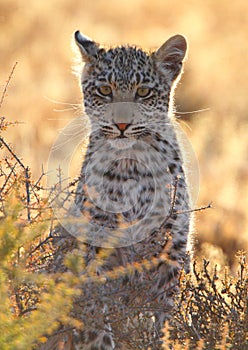 Small Leopard cub spotted cat