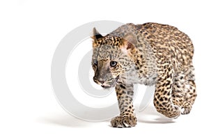 Small leopard running