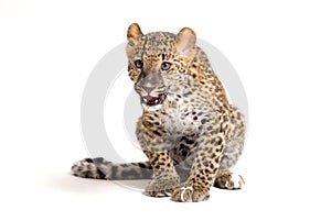 Small leopard sitting