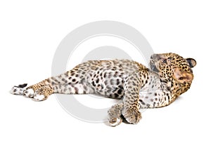 Small leopard in studio