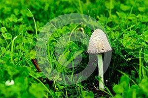 Small lepiota trying to climb over the clover