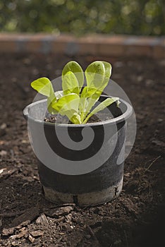 Small lettuce plant on flower plot