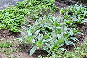 Small of Lettuce plant and young sweet potato plants (Ipomoea ba