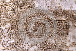 Small Lice Insects on a trunk