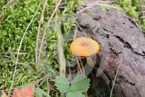Poisonous mushroom hongo venenoso champignon vÃÂ©nÃÂ©neux photo