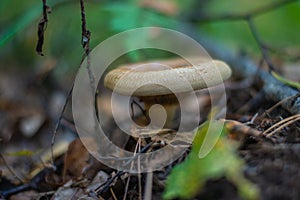 Small light brown mushroom growing in the forest