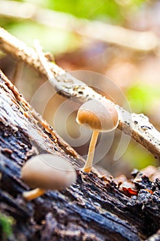 Small Light Brown Mushrooms Growing on a Tree Bark in Forest at Fall