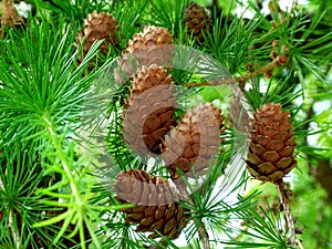 Small light brown pine cones on twigs and bright green pine needles