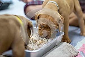 A small, light brown puppy with a withered face, plump hair, eating food in a tray. This baby food is made from ground chicken