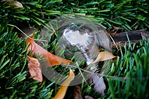 A small light bulb I found laying on the grass next to a tree. This reminds me of those Save the earth commercials.