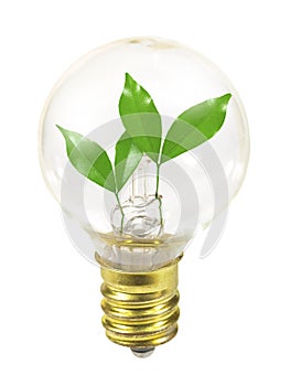 Small light bulb with sprouts