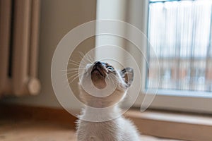 Small light gray kitten looking up. Purebred six weeks old Siamese cat with blue almond shaped eyes on living room background