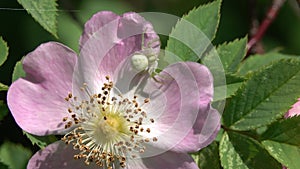 Small light green spider awaits a victim on a rosehip flower. Crab spider Misumena vatia