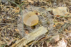 A small light Jersey cow mushroom bovine bolete close-up grows in the grass in dry coniferous needles and foliage in the