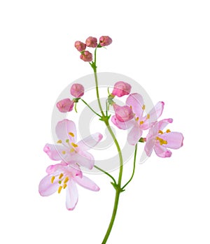 Small light pink  flowers of  Honeysuckle Tatarian Honeysuckle isolated on white background. Selective focus