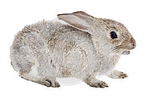Small light rabbit isolated on white