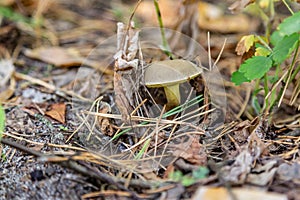 A small light Suillus bovinus Jersey cow mushroom close-up grows in the grass in dry coniferous needles and foliage in