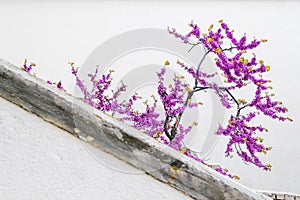 Small and light violet tree