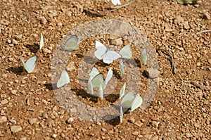 Butterfly On The Ground