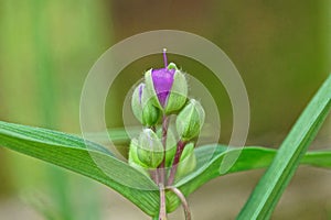 Small lilac flower among the green buds on the stem