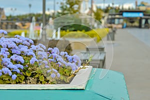 Small lilac flowers in a large pot as a decoration for a public park.