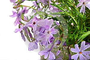 Small lilac flowers with water drops on a white background