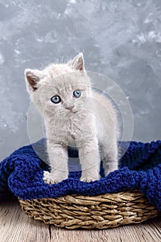 A small lilac Scottish Straight kitten in a basket. The kitten looks carefully