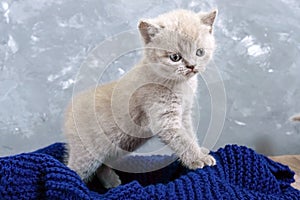 A small lilac Scottish Straight kitten in a basket. The kitten looks carefully