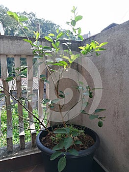 A small lime tree in a pot at balcony