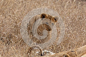 Small lion cub in grasslands on the Masai Mara, Kenya Africa