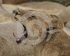 Lion cub yawning with its teeth showing