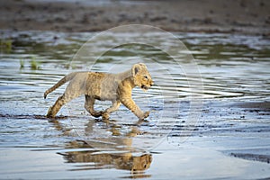 Small lion cub running through water in Ndutu in Tanzania