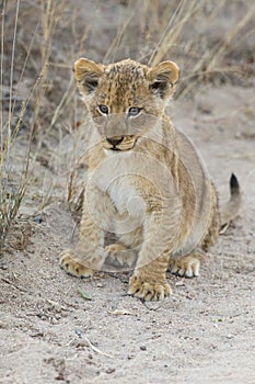 Small lion cub walking along dirt road with grass