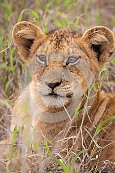 Small lions from East Africa. The young lions of a group with many cubs in the wild