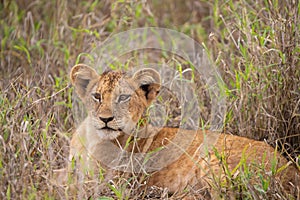 Small lions from East Africa. The young lions of a group with many cubs in the wild