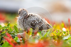 A small little bird stand on the tree and waits for mother. Newborn bird..Sparrow, baby birds on a tree branch close up in spring