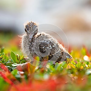 A small little bird stand on the tree and waits for mother. Newborn bird..Sparrow, baby birds on a tree branch