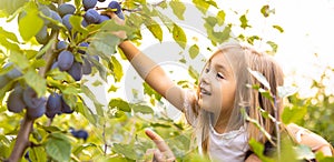 Small little blonde girl picking ripe organic plum by the tree in the orchard fruit plums in summer autumn day high