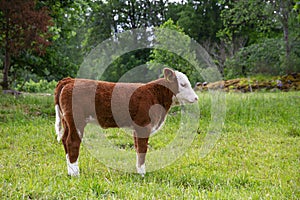 A small little brown calf with white head stands alone in a field without a mother. Breeding calves on the farm