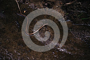 Small little brown snake in the muds