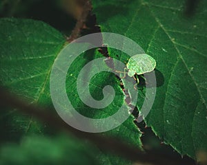 Small and little bug in nature