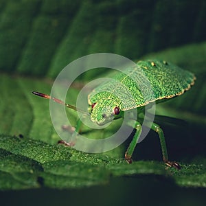 Small and little bug in nature