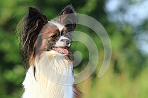 A small little furry hairy cute dog sits on green grass in the garden or park and looks at right side, where the copy empty