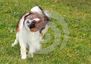 A small little furry hairy cute dog stands on a green grass in the garden or park and looks into a camera and shakes his head.