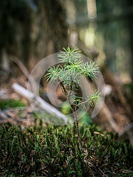 Small little pine fir tree sapling seedling in growing