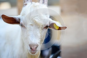 Small little white goat closeup of head.