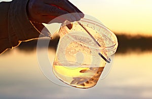 Small live minnows as a bait for catching predatory fish