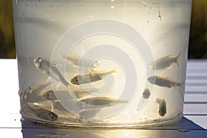 Small live minnows as bait for predatory fish