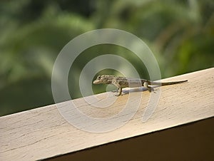 Small lizard