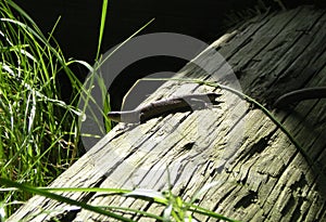 Small lizard basking in the sun